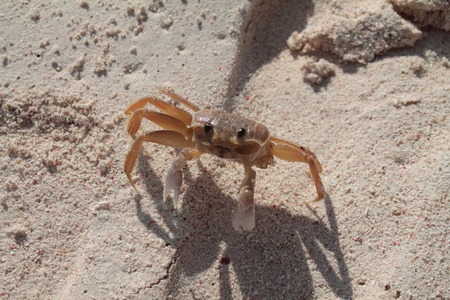 Crab without two legs