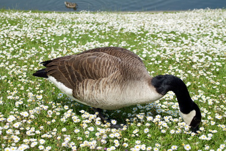 goose searches for food in a field of daisiesの写真素材