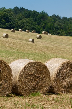 harvested field with hay bales in emilia romagna hillsの写真素材