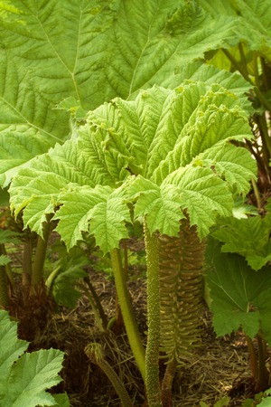 large leaves of Gunneraの写真素材