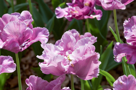 beautiful lilac tulips in bloom in the gardenの写真素材