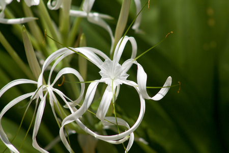 especially white orchid in Singapore gardenの写真素材