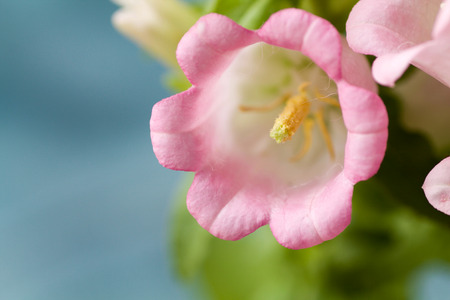 texture of petals of pink campanula medium, blue backgroundの写真素材