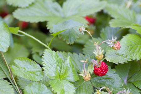 red wild strawberries growing in the garden