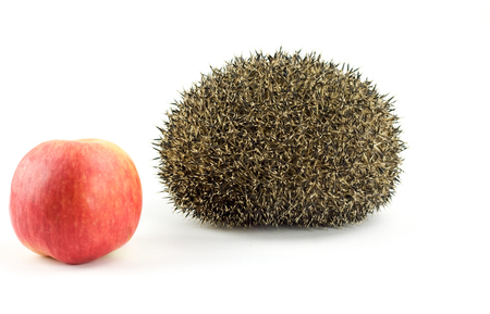 hedgehog  and red apple on white backgroundの写真素材