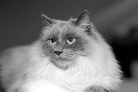 beautiful cat with long hair, black and whiteの写真素材