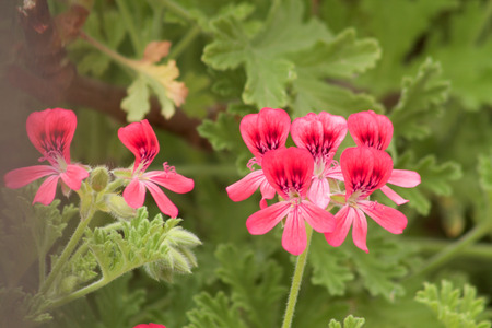 geranium flowers with buds and green leavesの写真素材