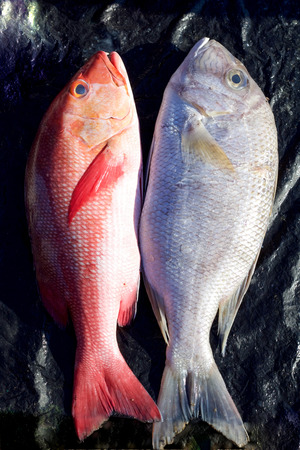 two fresh sea fish exposed in fishing market in Indonesian papua, raja ampat