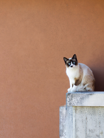 cute soft cat sitting on concrete balcony looking in camera, space for textの写真素材