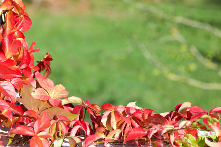 parthenocissus in autumn on green background, space for text