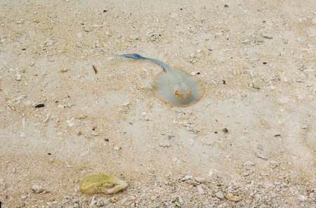 bluespotted ribbontail ray in a sandy area of coral reef, fam island raja ampat, west papuaの写真素材