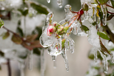 small rose buds frozen on the tree for gelicidio in winter in north of Italy