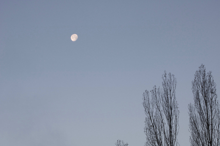 moon in the sky in the morning time with blue sky background  and two silhouettes of tree topsの写真素材