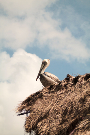 pelican perched on a thatched roof, Mexicoの写真素材