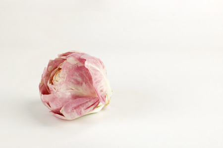 fresh tuft of pink salad like a flower isolated on white background