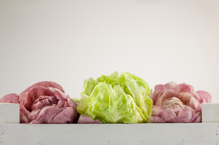 fresh chicory rosettes in a white wooden small box, copy spaceの写真素材