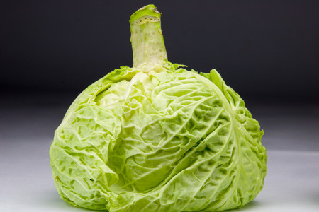 fresh cabbage just picked from the garden, dark backgroundの写真素材