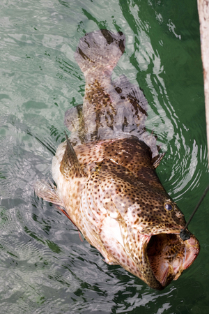 Close up of Malabar grouper caught and tied with a rope at the pierの写真素材