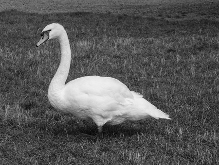 white swan walking in the grass looking in camera, black and whiteの写真素材