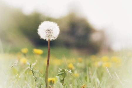 selective focus on a dandelion in bloom in a field in springtimeの写真素材