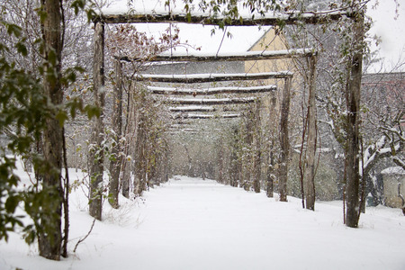 pergola of banksiae rose in  ornamental garden in winter while it is snowing, horizontalの写真素材