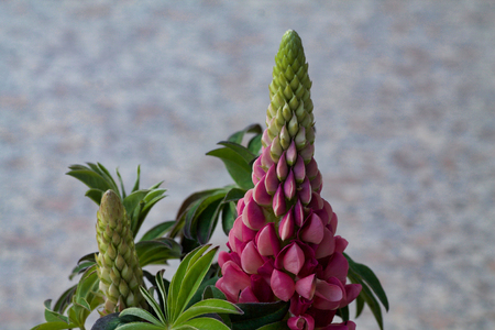details of pink flower with bud in bloom isolated on blurred backgroundの写真素材