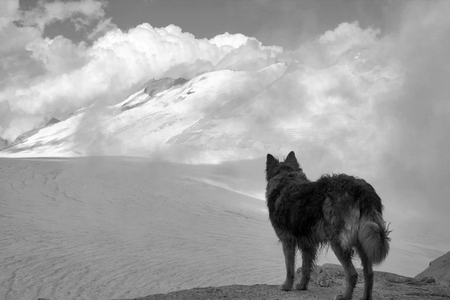 border collie dog on the adamello glacier in summer, black and white