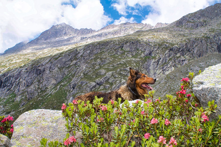 border collie climbing on the adamello valley, Italyの写真素材