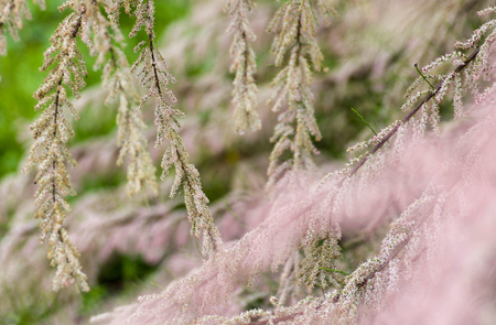 soft focus on  pink tamarisk branches  in bloomの写真素材