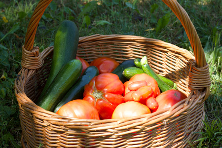 close up of harvest of  fresh tomatoes and zucchini in vegetable gardenの写真素材