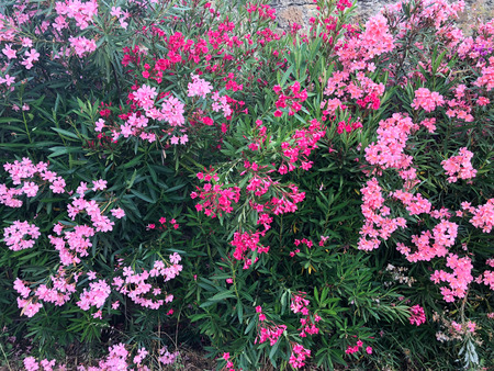 three gradations of pink oleander  plant in bloom, full frame