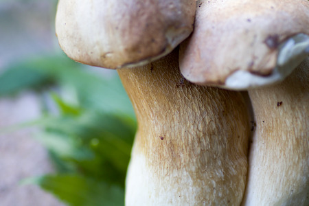 details of mushroom stem, porcini, boletus edulis, macro photographyの写真素材