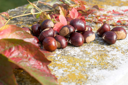 close up of chestnuts and colored leaves in autumn gardenの写真素材
