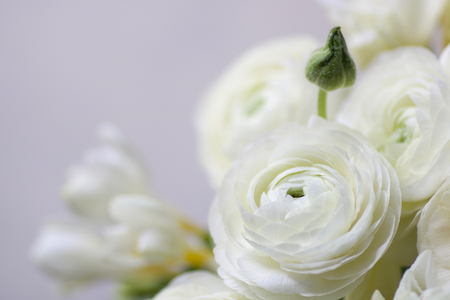 soft focus on a  wedding bouquet with white buttercups and white fresia, defocused backgroundの写真素材
