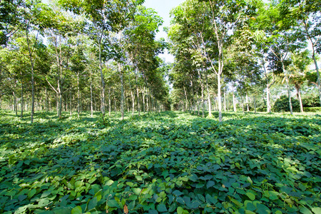 green leaves carpet under rubber trees plantation, sulawesi islandの写真素材