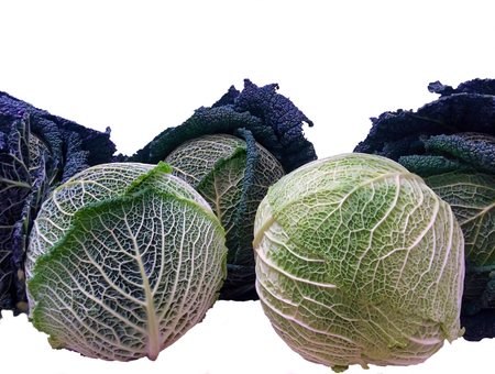 group of savoy cabbage in different colors isolated on whiteの写真素材