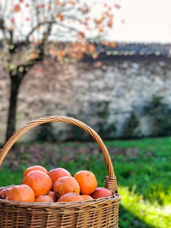 persimmon fruits in a basket in  orchard near a persimmon treeの写真素材