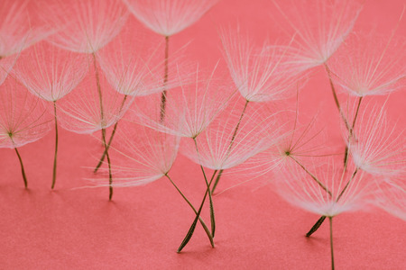 close up of group of dandelion petals standing on millennial pink backgroundの写真素材