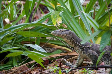 head of lizard walking in the jungle in Sangalaki island, kalimantan
