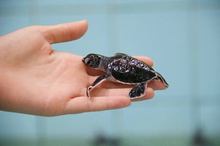 new born of turtle in woman hand, light blue background