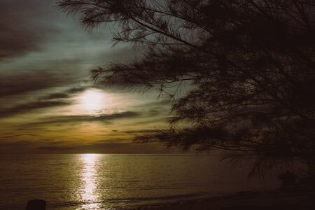 silhouettes of branches of a tropical tree at sunset on the seaの写真素材