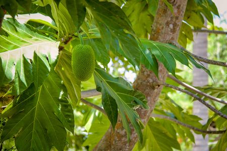 one jackfruit or artocarpus on the tree between green leaves