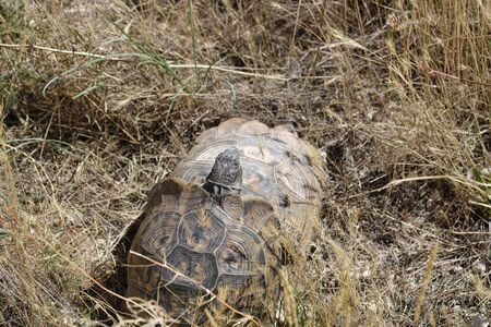 two land turtles copulating in summer in a fieldの写真素材