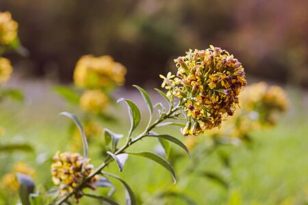 wild yellow flowers in autumn meadow, defocused backgroundの写真素材