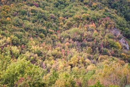 multicolored trees on emilia-romagna hills in autumn, full frame