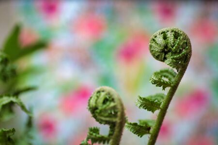 details of green fern rolled leaf, defocused background