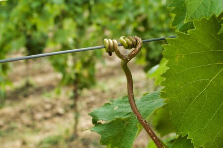 grape tendril rolled up on support cable in a vineyard, defocused backgroundの写真素材