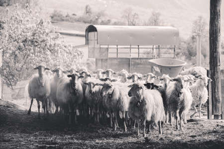 flock of sheep returns to the fold, black and whiteの写真素材
