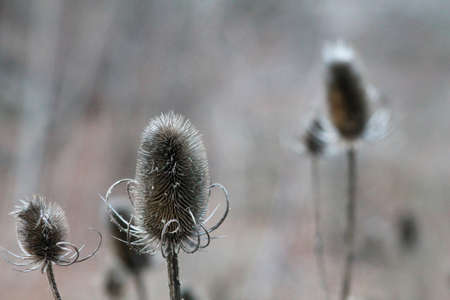 gray dried thistles close up in the nature, autumnの写真素材