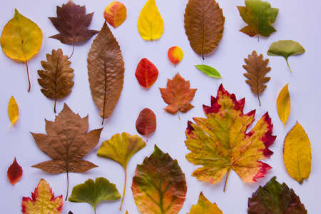 large group of multicolored leaves spread out on white background, full frame
